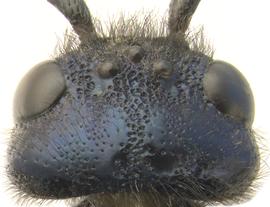   Sirex noctilio  female head; photo by H. Goulet, CNC 
